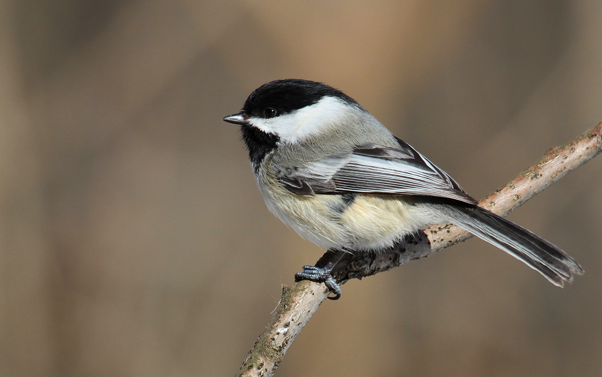 6-Jet - Chickadee,,,