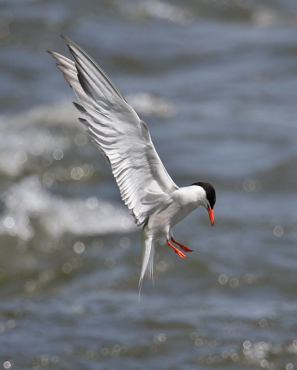 6-Jet - Arctic Tern..