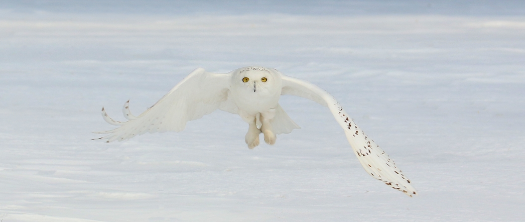 6-Jet - Snowy Owl,,,
