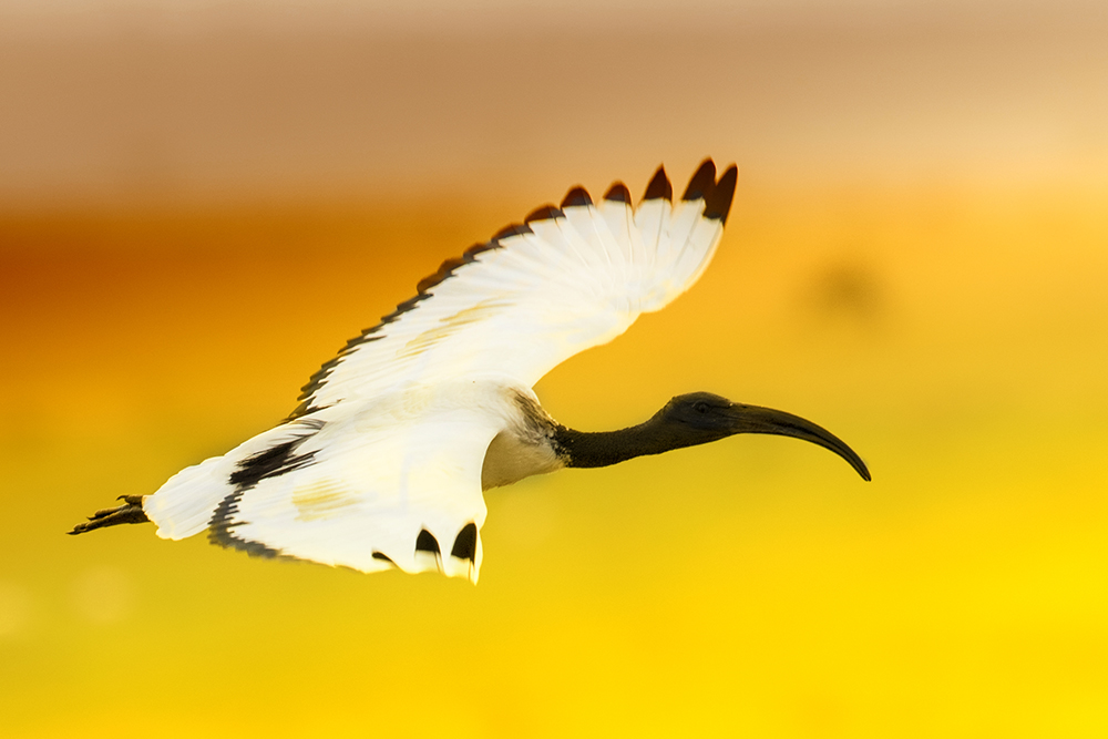 Silvestr Szabo - ibis posvátný