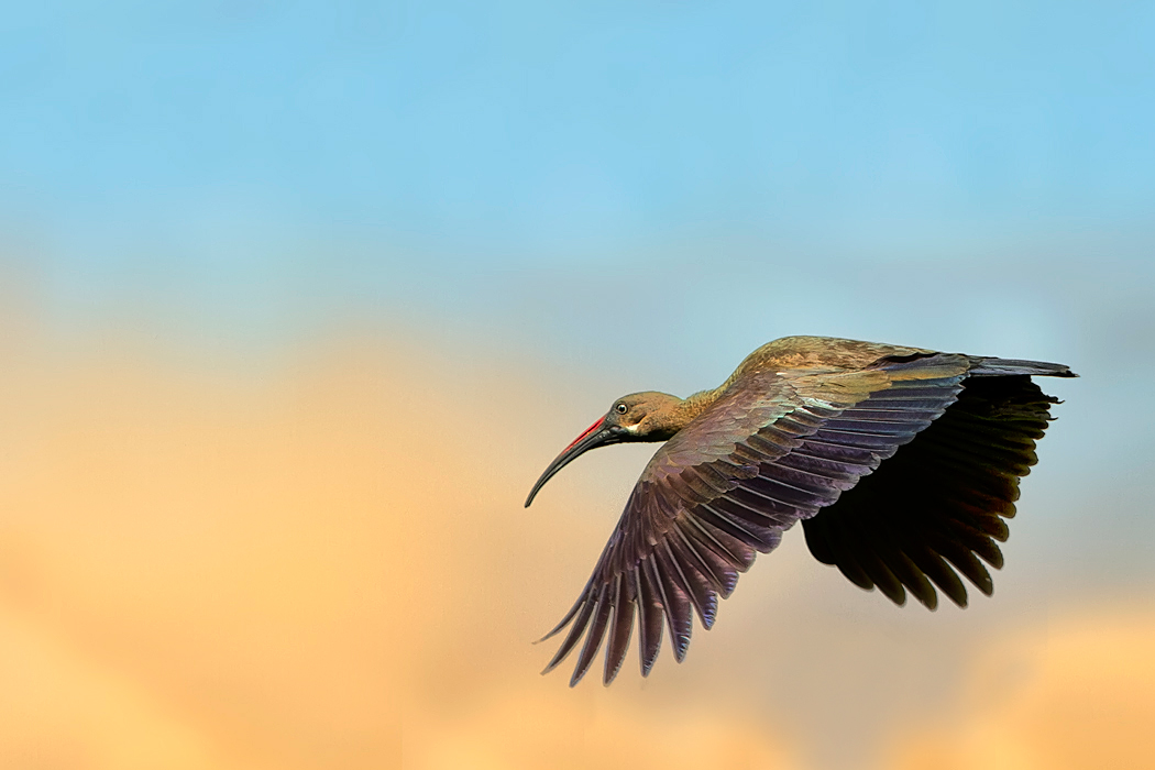 Silvestr Szabo - ibis