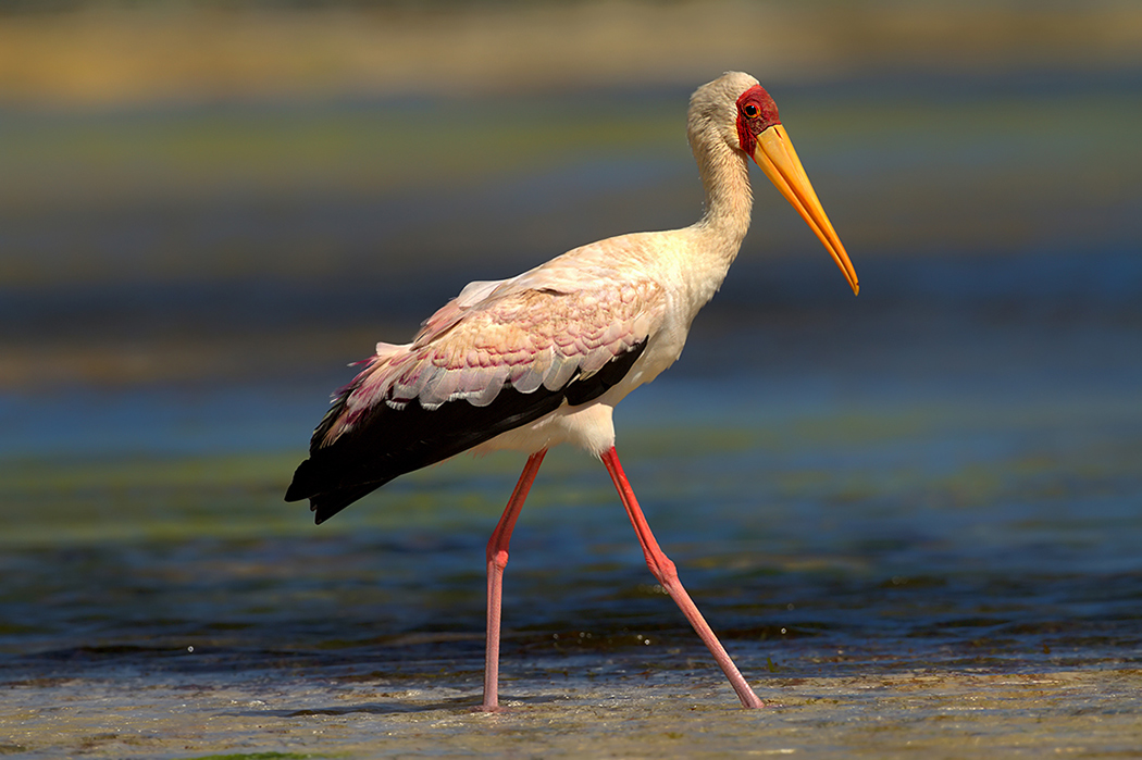 Silvestr Szabo - Nesyt africký (Mycteria ibis)