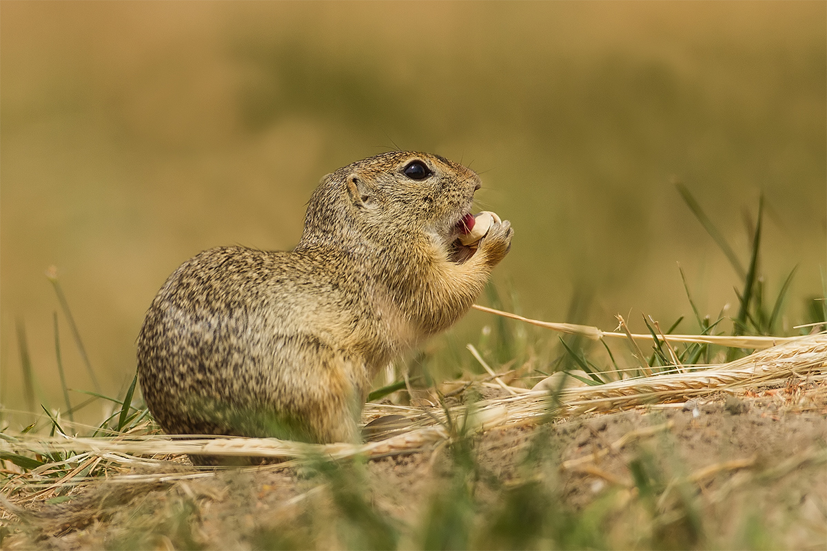 Silvestr Szabo - Sysel obecný (Spermophilus citellus)