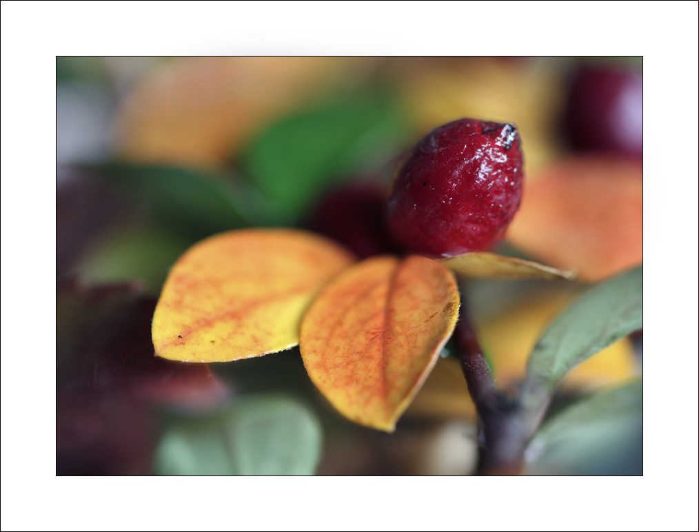 Radka Majerová - podzimní plody II