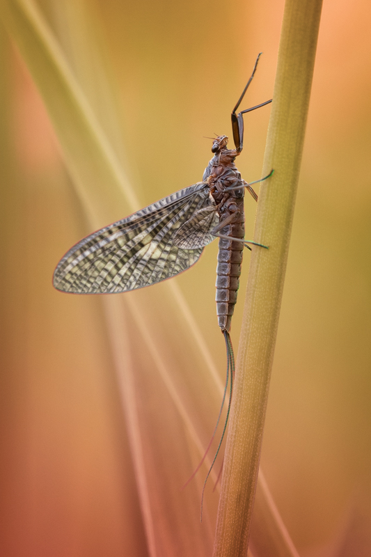 Dušan Macko - Podenka (Ephemeroptera)