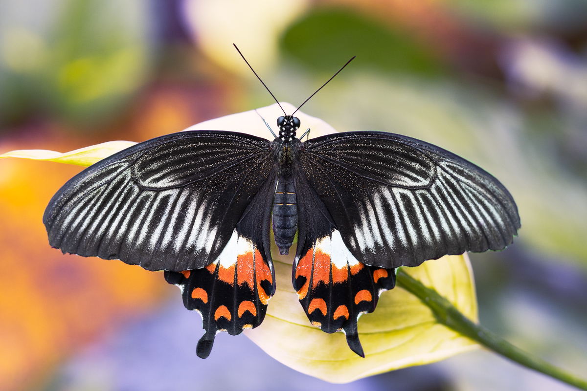 Dušan Macko - Butterfly beauty