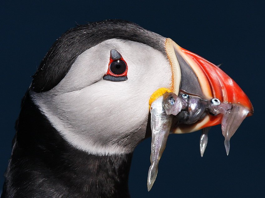 Dean Eades - Puffin with Sand eels 