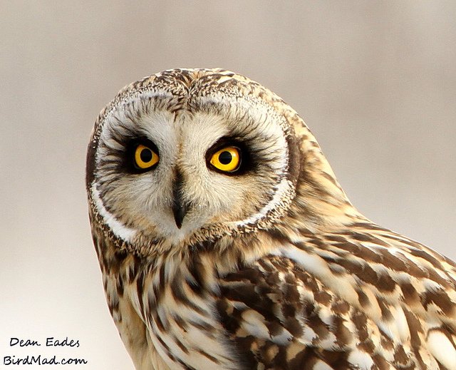 Dean Eades - Short eared owl 